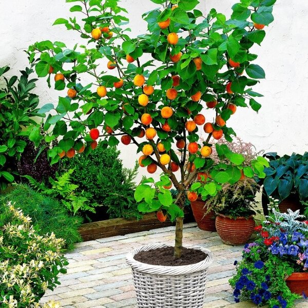 Apricot Fruit Plant