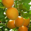 Apricot Fruit Plant