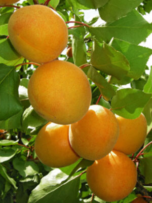 Apricot-pli Apricot Fruit Plant