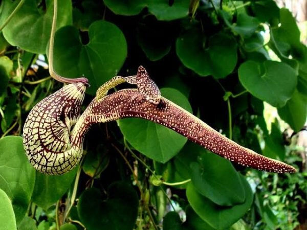 Aristolochia-Littoralis-pli Elegant Pipevine Flowering Plant