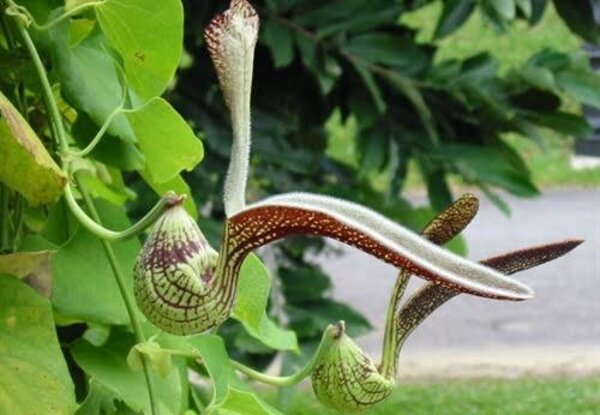 Aristolochia-Littoralis2-pli Elegant Pipevine Flowering Plant