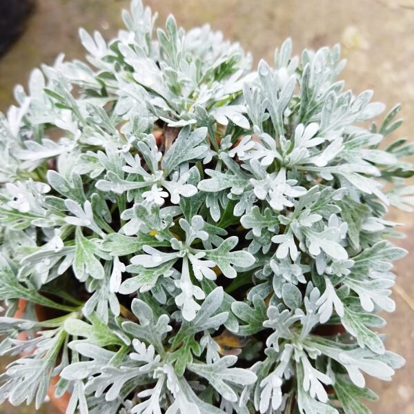 Silver Brocade Plant