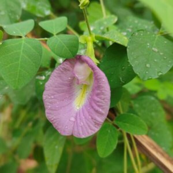 Asian Pigeonwings Plant, Pink