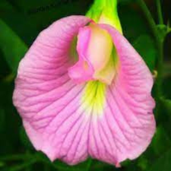 Asian Pigeonwings Plant, Pink