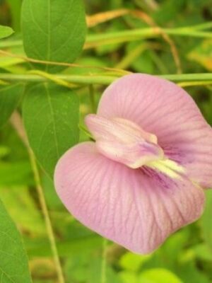 Asian-Pigeon-Aparajita-Pink4-pli Asian Pigeonwings Plant, Pink