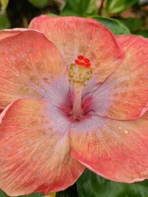 Australian-Hibiscus-Light-Orange-pli Australian Hibiscus Plant, Light Orange