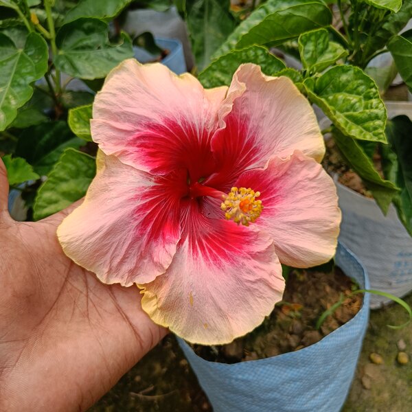 Australian-Hibiscus-Valentine-pli Australian Hibiscus Plant, Valentine