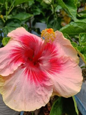 Australian-Hibiscus-Valentine2-pli Australian Hibiscus Plant, Valentine
