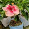 Australian-Hibiscus-Valentine4-pli Australian Hibiscus Plant, Valentine