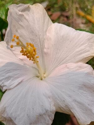 Australian-Hibiscus-White2-pli Australian Hibiscus Flower Plant, White