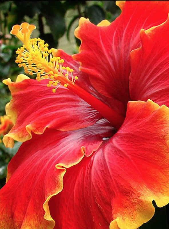 Australian Hibiscus Plant, Yellow And Red Shaded