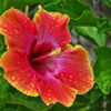 Australian Hibiscus Plant, Yellow And Red Shaded