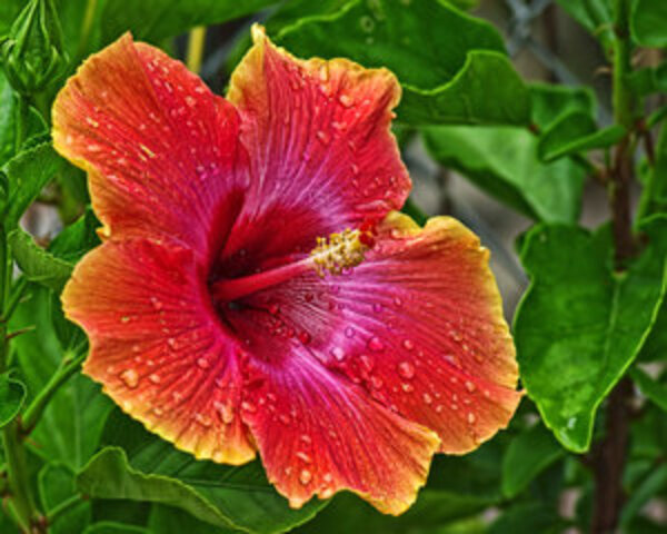 Australian Hibiscus Plant, Yellow And Red Shaded