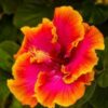 Australian Hibiscus Plant, Yellow And Red Shaded