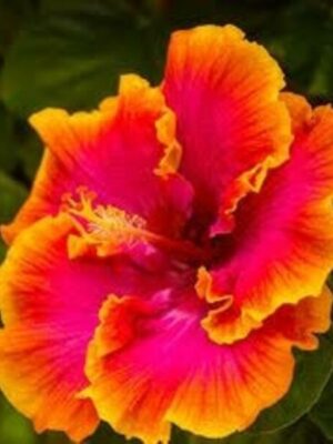 Australian-Hibiscus-Yellow-and-Red3-pli Australian Hibiscus Plant, Yellow And Red Shaded