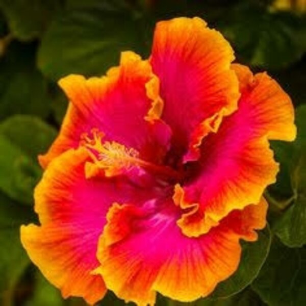 Australian Hibiscus Plant, Yellow And Red Shaded