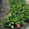 Austrian-Hibiscus-Orange-Shade3-pli Austrian Hibiscus Plant, Orange