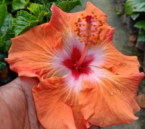Austrian-Hibiscus-Orange-pli Austrian Hibiscus Plant, Orange