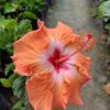 Austrian-Hibiscus-Orange2-pli Austrian Hibiscus Plant, Orange
