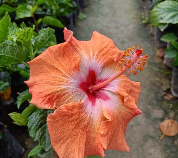 Austrian-Hibiscus-Orange2-pli Austrian Hibiscus Plant, Orange