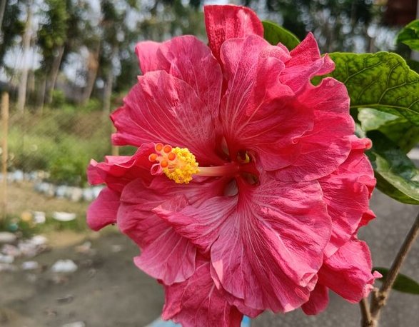 Austrian Hibiscus Plant, Pink