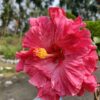 Australian Hibiscus Plant, Pink