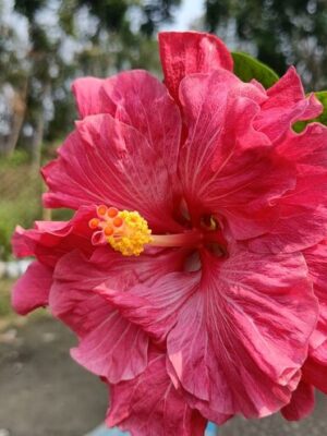 Australian Hibiscus Plant, Pink