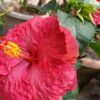 Australian Hibiscus Plant, Pink