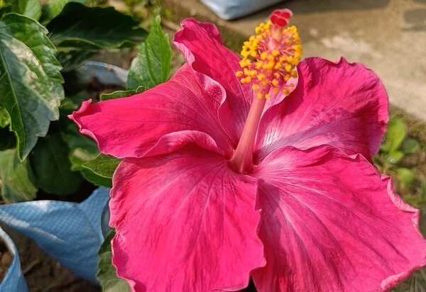 Austrian Hibiscus Plant, Pink