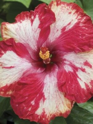 Austrian-Hibiscus-Purple-Magic-pli Austrian Hibiscus Plant, Purple Magic
