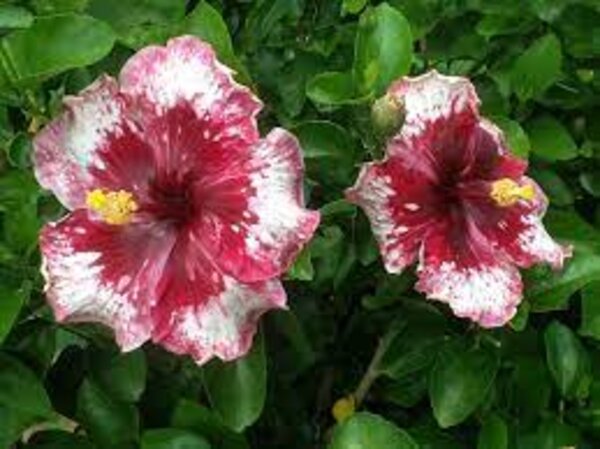 Austrian Hibiscus Plant, Purple Magic