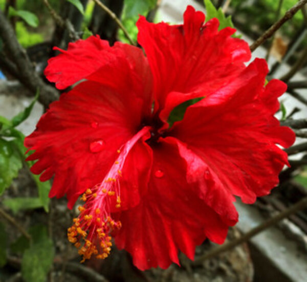 Austrian Hibiscus, Red Thoka