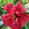 Austrian Hibiscus, Red Thoka