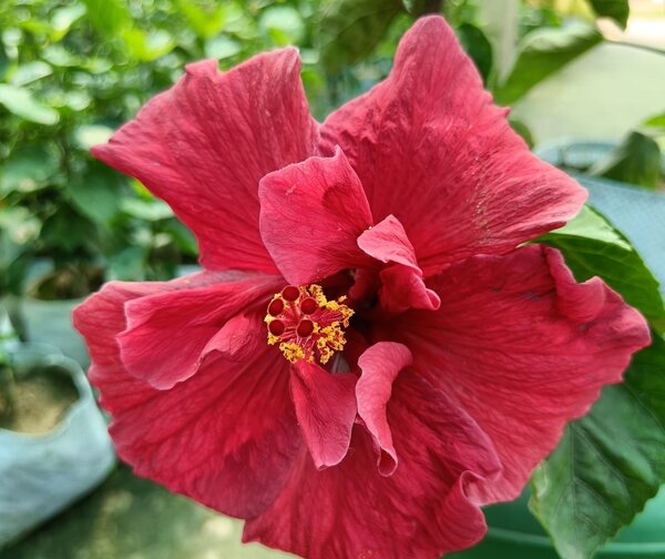 Austrian Hibiscus, Red Thoka