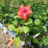 Austrian-Hibiscus-Tiger-Shade2-pli Austrian Hibiscus Plant, Tiger Shade