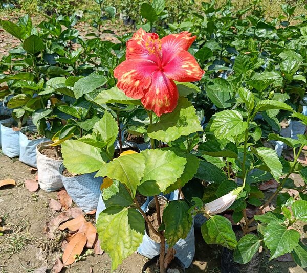 Austrian-Hibiscus-Tiger-Shade2-pli Austrian Hibiscus Plant, Tiger Shade