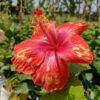 Austrian-Hibiscus-Tiger-Shade3-pli Austrian Hibiscus Plant, Tiger Shade