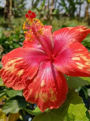 Austrian-Hibiscus-Tiger-Shade3-pli Austrian Hibiscus Plant, Tiger Shade