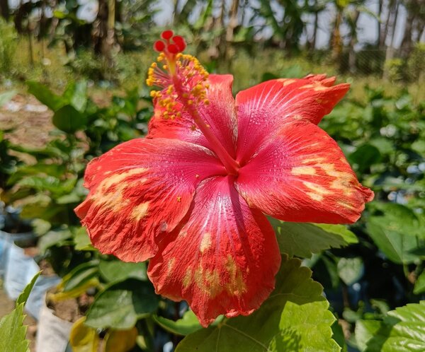 Austrian-Hibiscus-Tiger-Shade3-pli Austrian Hibiscus Plant, Tiger Shade