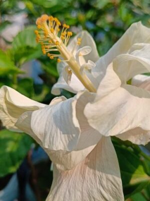 Austrian-Hibiscus-White-Thoka-pl Austrian Hibiscus Plant, White Thoka