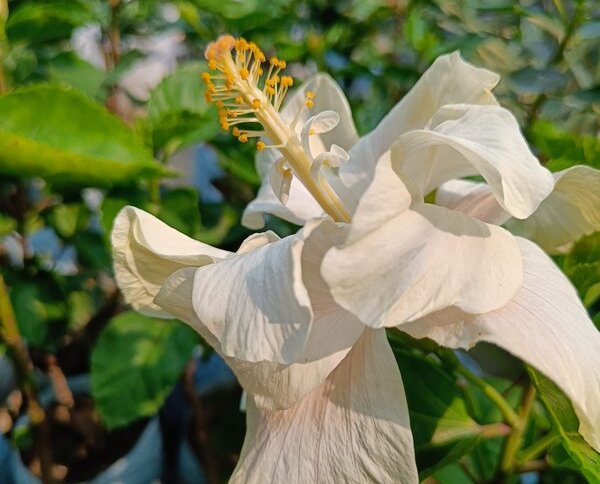 Austrian Hibiscus Plant, White Thoka