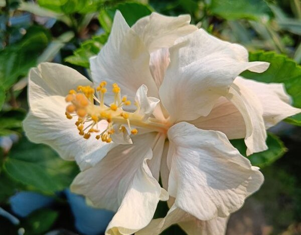 Austrian Hibiscus Plant, White Thoka