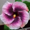 Austrian-Hibiscus-White-and-Pink2-pli Austrian Hibiscus Plant, White And Pink Shaded