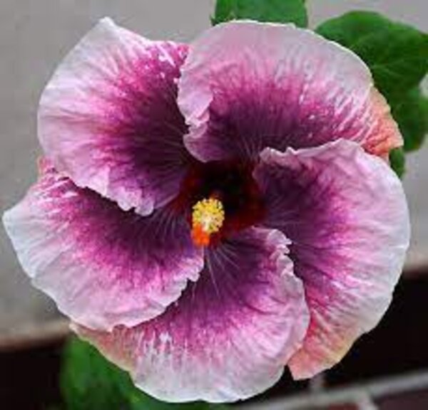 Austrian-Hibiscus-White-and-Pink2-pli Austrian Hibiscus Plant, White And Pink Shaded