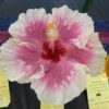 Austrian-Hibiscus-White-and-Pink3-pli Austrian Hibiscus Plant, White And Pink Shaded