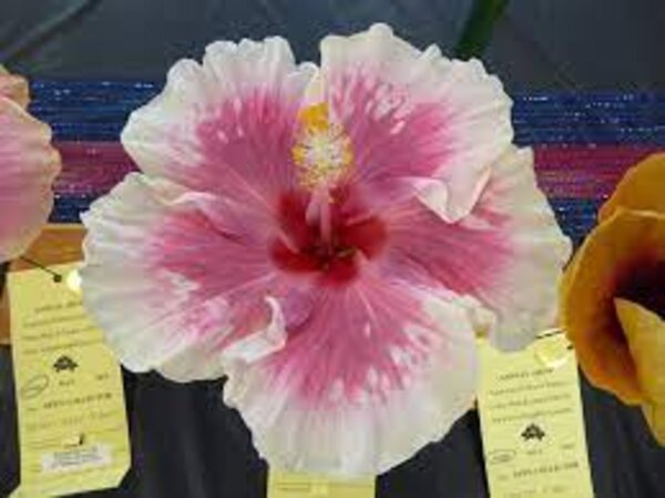 Austrian-Hibiscus-White-and-Pink3-pli Austrian Hibiscus Plant, White And Pink Shaded