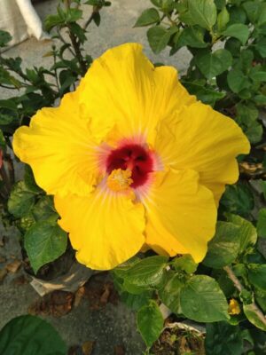Austrian-Hibiscus-Yellow2-pli-1 Austrian Hibiscus Plant, Yellow