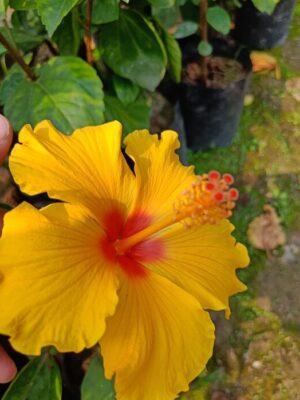 Austrian-Hibiscus-Yellow2-pli Austrian Hibiscus Plant, Yellow