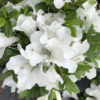 Azalea Flowering Plant, White