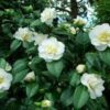 Azalea Flowering Plant, White